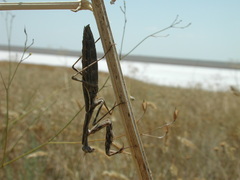 Bolivaria brachyptera