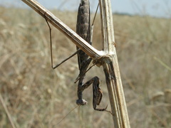 Bolivaria brachyptera