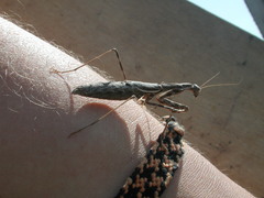 Bolivaria brachyptera