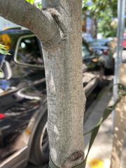 Quercus coccinea