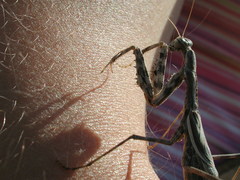 Bolivaria brachyptera