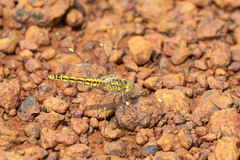 Brachythemis