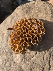 Holopsamma laminaefavosa