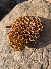 Holopsamma laminaefavosa