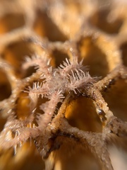 Ophiothrix caespitosa