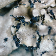Umbilicaria polyrrhiza