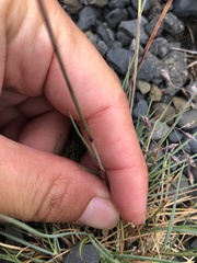 Festuca vivipara