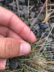 Festuca vivipara
