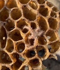 Ophiothrix caespitosa