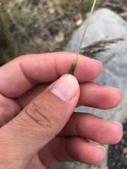 Festuca vivipara