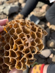 Ophiothrix caespitosa