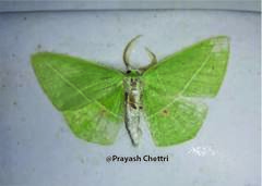 Tanaoctenia haliaria