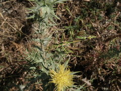 Empusa pennicornis