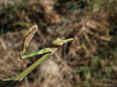 Empusa pennicornis