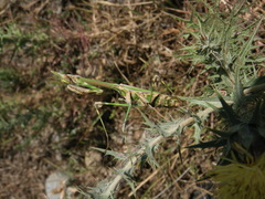 Empusa pennicornis