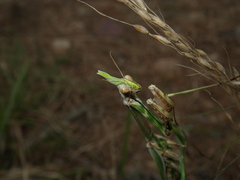 Empusa pennicornis