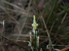 Empusa pennicornis
