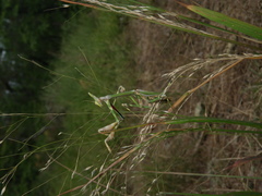 Empusa pennicornis