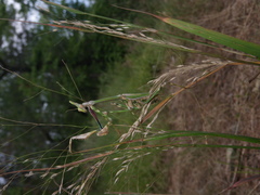 Empusa pennicornis