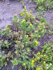 Matricaria discoidea