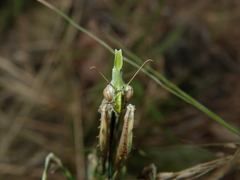 Empusa pennicornis
