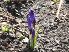 Crocus vernus