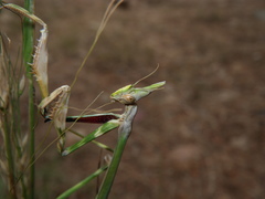 Empusa pennicornis