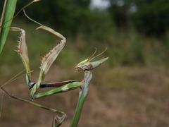 Empusa pennicornis