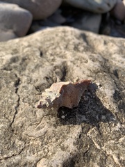 Pterochelus triformis