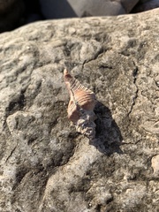 Pterochelus triformis