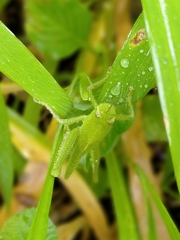 Chondracris