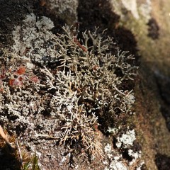 Sphaerophorus fragilis