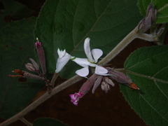 Hymenopus coronatus