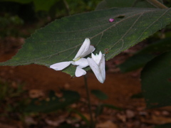 Hymenopus coronatus