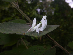 Hymenopus coronatus