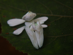 Hymenopus coronatus