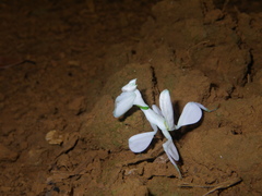 Hymenopus coronatus