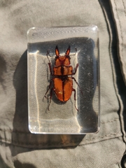 Prosopocoilus