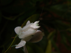 Hymenopus coronatus