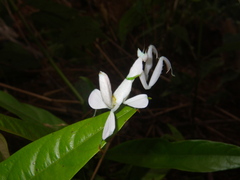 Hymenopus coronatus