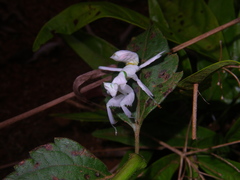 Hymenopus coronatus