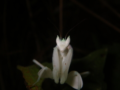 Hymenopus coronatus