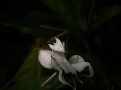 Hymenopus coronatus