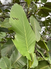 Dillenia suffruticosa