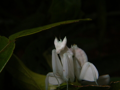 Hymenopus coronatus