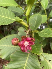 Dillenia suffruticosa