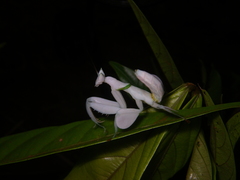Hymenopus coronatus