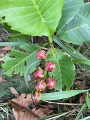 Dillenia suffruticosa