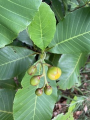Dillenia suffruticosa