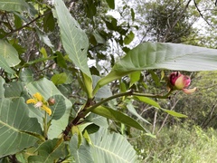 Dillenia suffruticosa